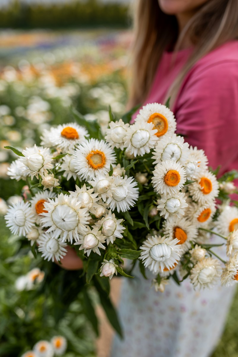 białe kocanki w bukiecie